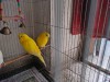 Budgerigar lutino pair
